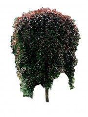 Buk pospolity 'Purpurea Pendula' DUŻE SADZONKI Pa140-220 cm, obwód pnia 10-12 cm (Fagus sylvatica)